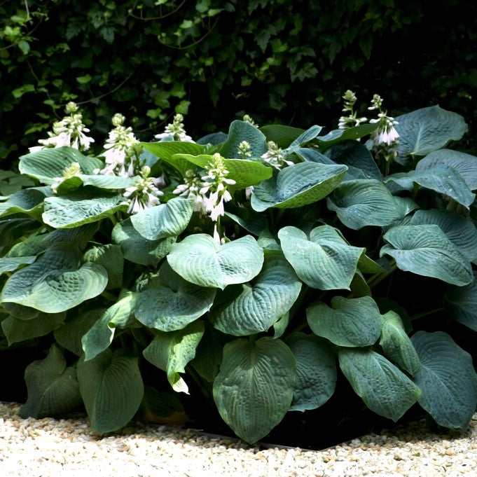 Kingsize Hosta